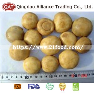 Canned New Crop Wnole Champignon
