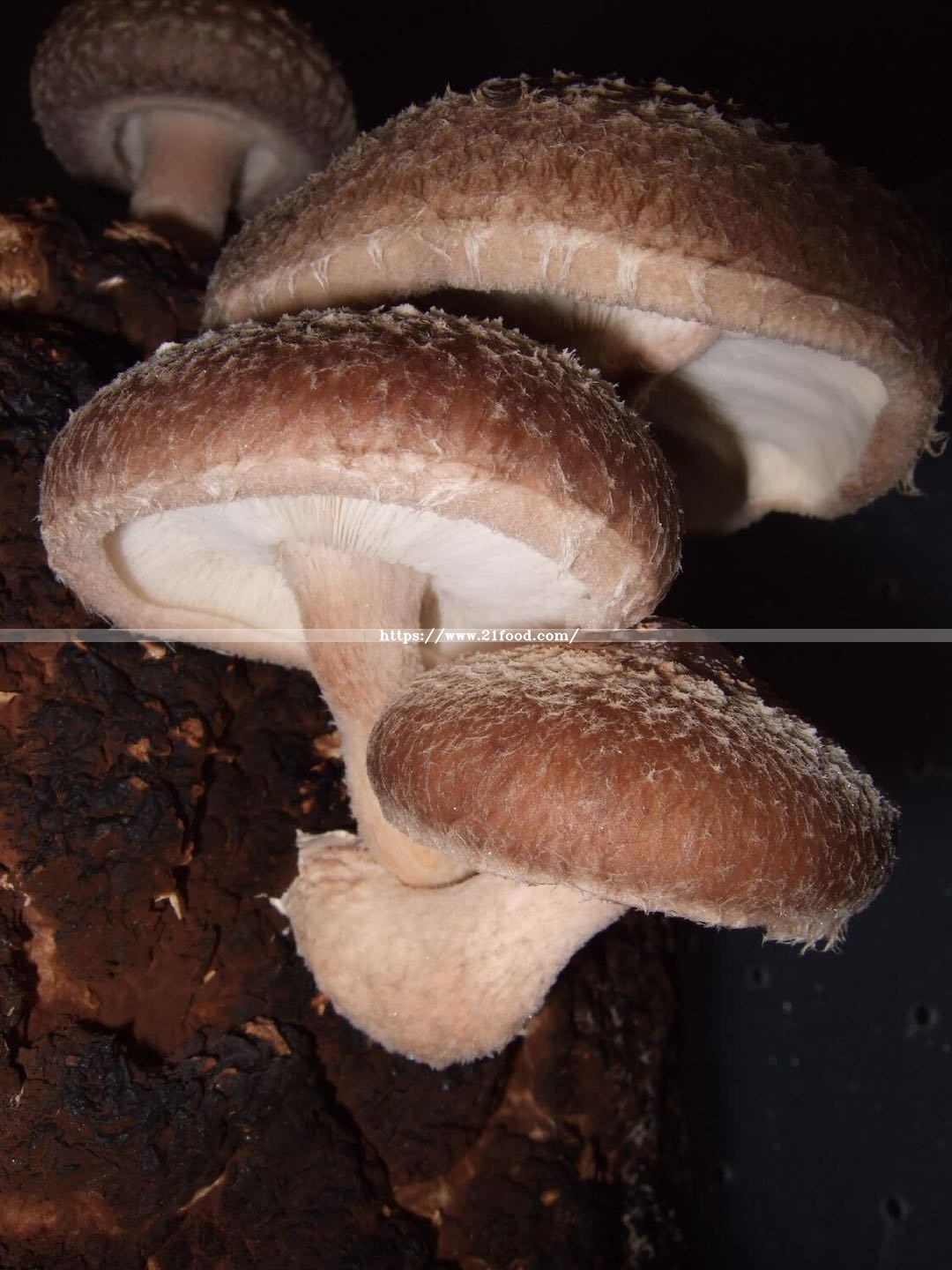 Mushroom Shiitake Column