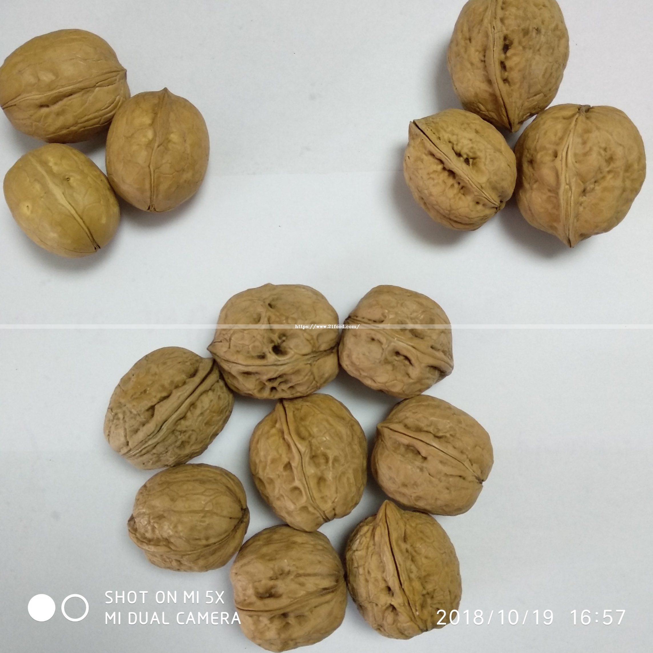 Big Walnut in Shell