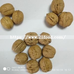 Big Walnut in Shell