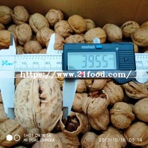 Big Walnut in Shell