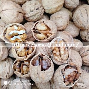 Big Walnut in Shell
