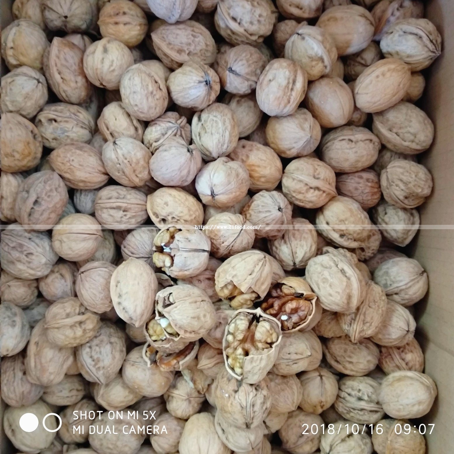 Middle Walnut in Shell