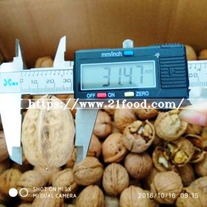 Middle Walnut in Shell