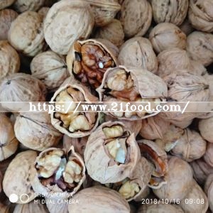 Middle Walnut in Shell