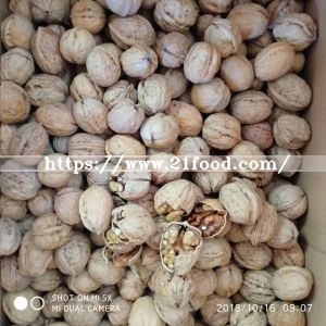 Middle Walnut in Shell