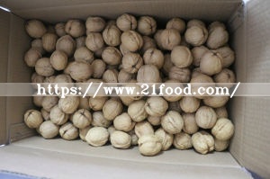 Shell Walnut 1mm Shell Weight 15g Walnut High Quality Weight