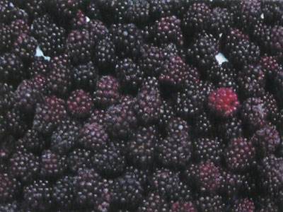 Export Quality IQF Frozen Blackberry