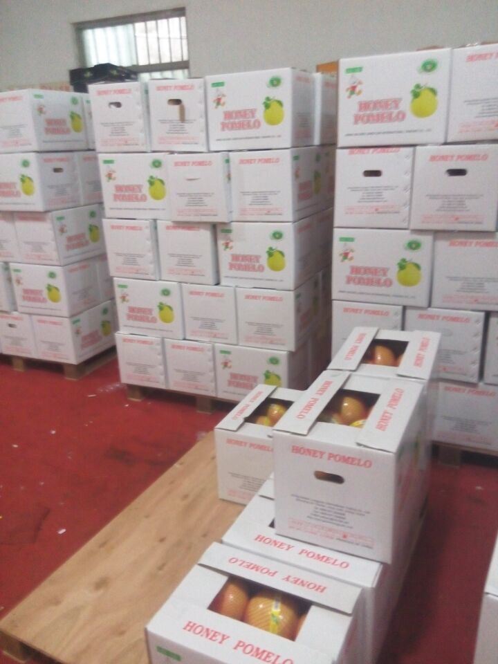 EU Quality New Fresh Honey Pomelo