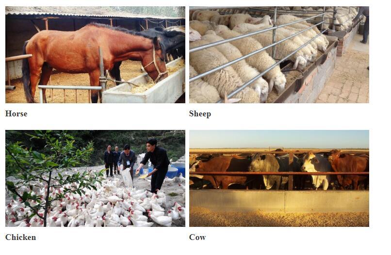 Feed Additive Granular Dicalcium Phosphate/DCP (Granular)