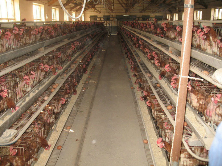 Loreen Non-Toxic, Harmless and Pollution-Free Feed E. Gain (Special Bacteria for Layer Chicken)