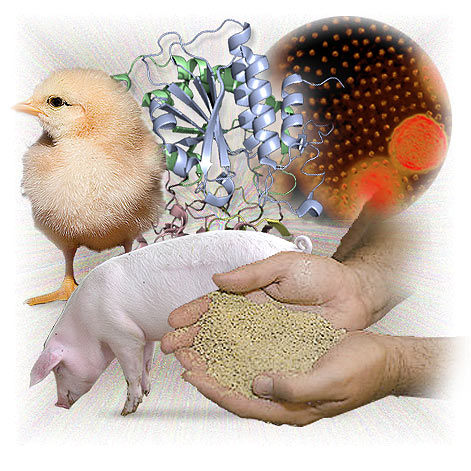 Loreen Non-Toxic, Harmless and Pollution-Free Feed E. Gain (Special Bacteria for Layer Chicken)
