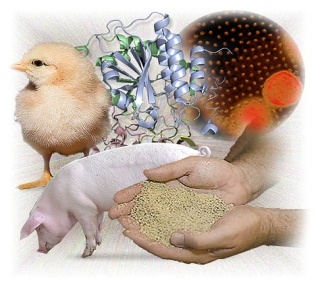 Loreen Layer Chicken E. Gain Animal Feed Bacteria