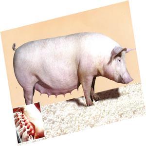 Loreen Feed (Sw. M) to Improve The Immunity of Poultry
