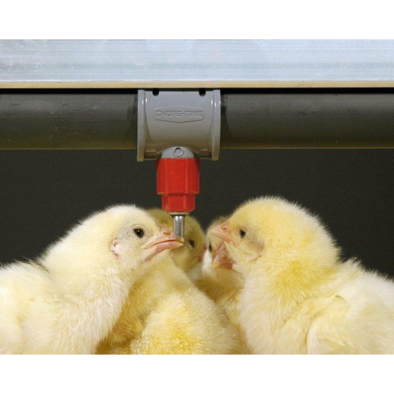 Loreen Feed-Ab Avoid Diarrhoea Beneficial Probiotics for Livestock Industry
