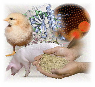 Loreen Feed-Ab Avoid Diarrhoea Beneficial Probiotics for Livestock Industry