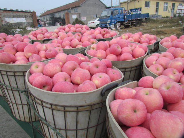 New Crop Exporting Standerd Golden Apple