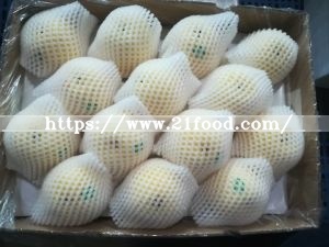 Export High Quality Fresh Ya Pear