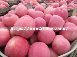 High Quality for Exporting Fresh Chinese FUJI Apple