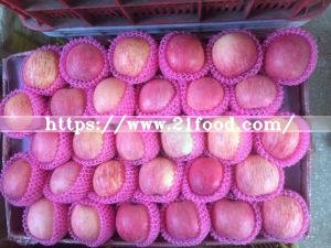 High Quality for Exporting Fresh Chinese FUJI Apple