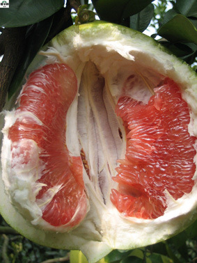 Exported Standard Quality Fresh Red Pulp Pomelo