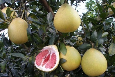 Exported Standard Quality Fresh Red Pulp Pomelo