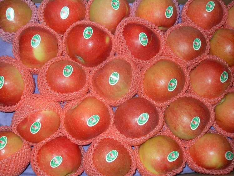 Unbagged Red Gala Apple From China