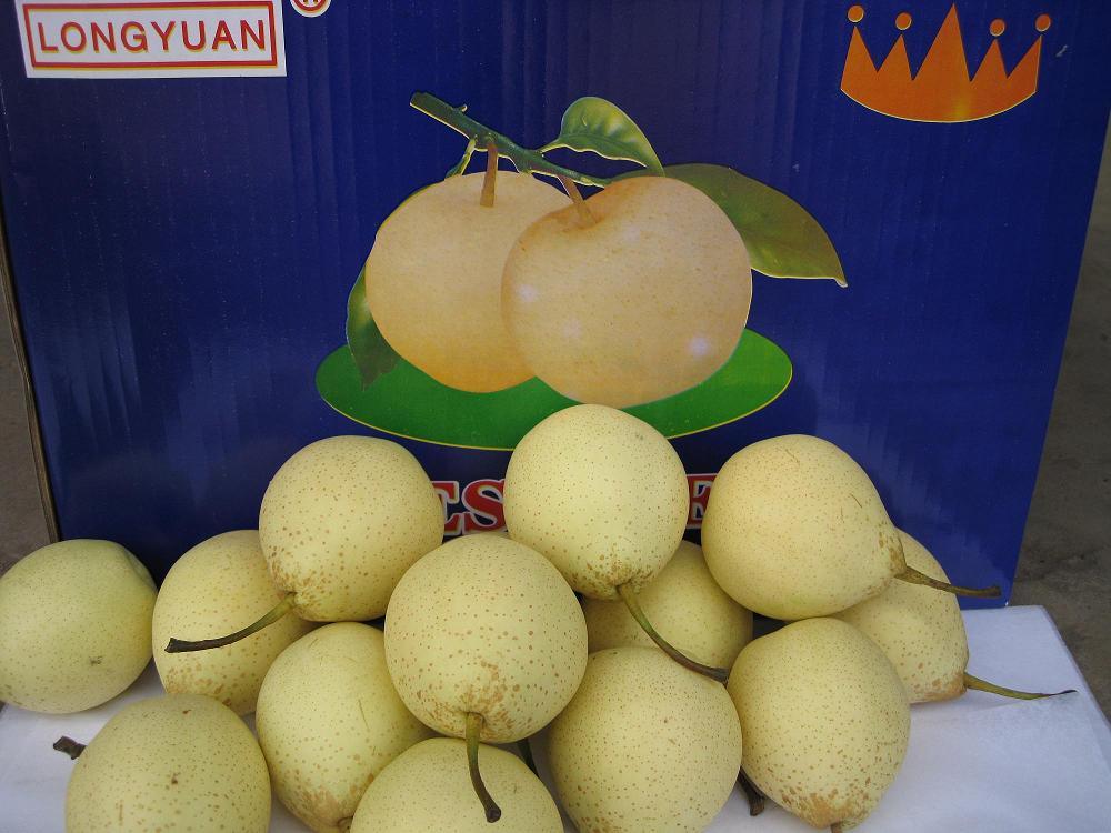 Fresh Ya Pear New Crop for Sale