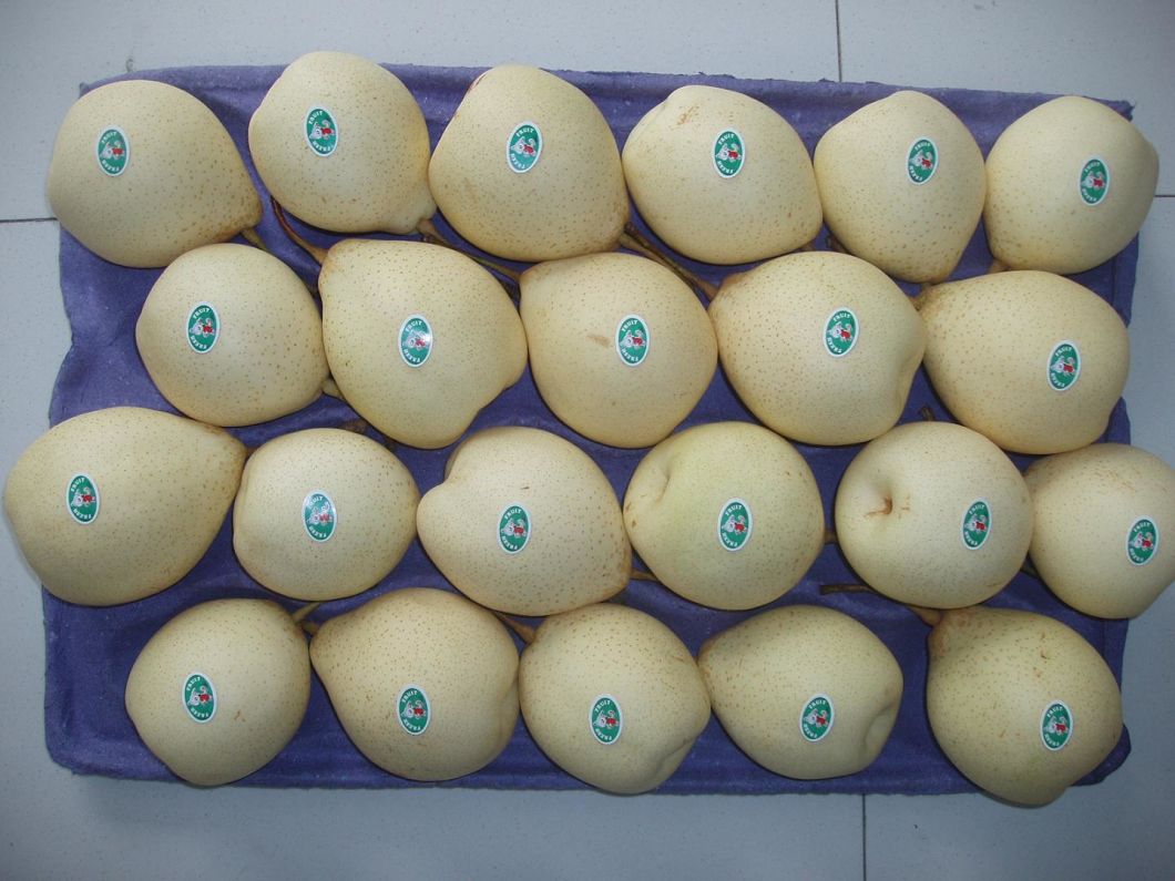 Fresh Ya Pear New Crop for Sale