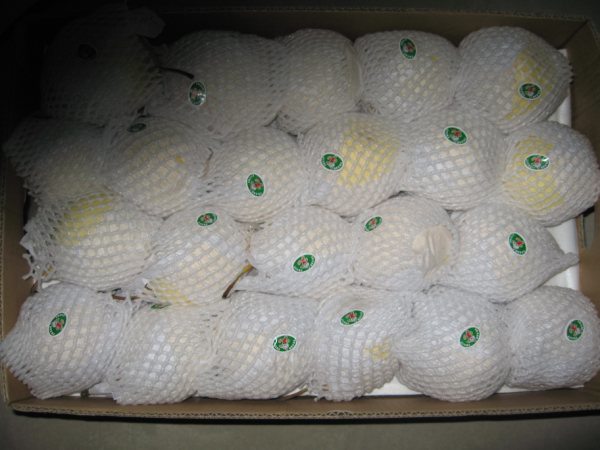 Fresh Ya Pear New Crop for Sale