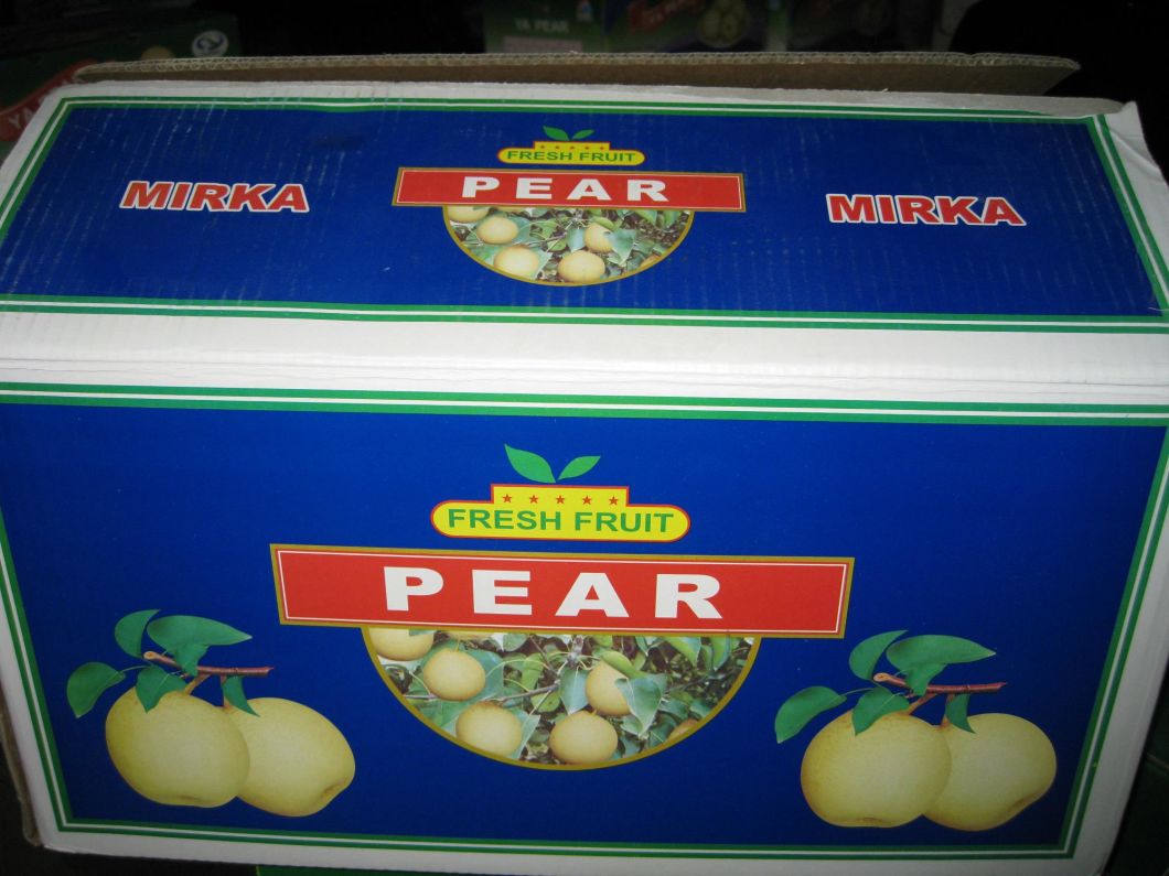 Fresh Ya Pear New Crop for Sale
