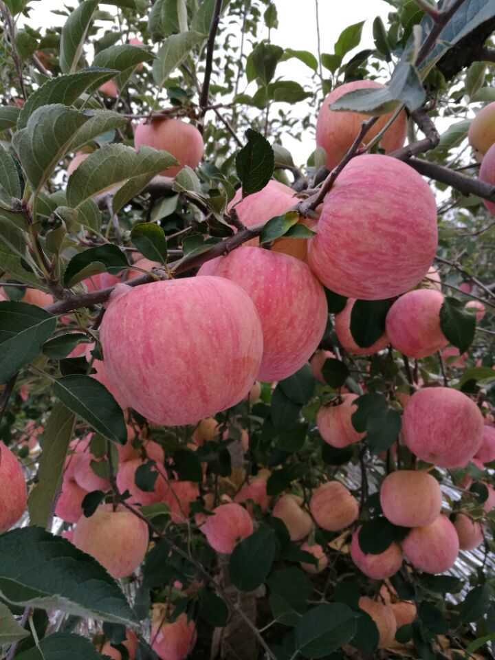 Top Quality Red Color FUJI Apple