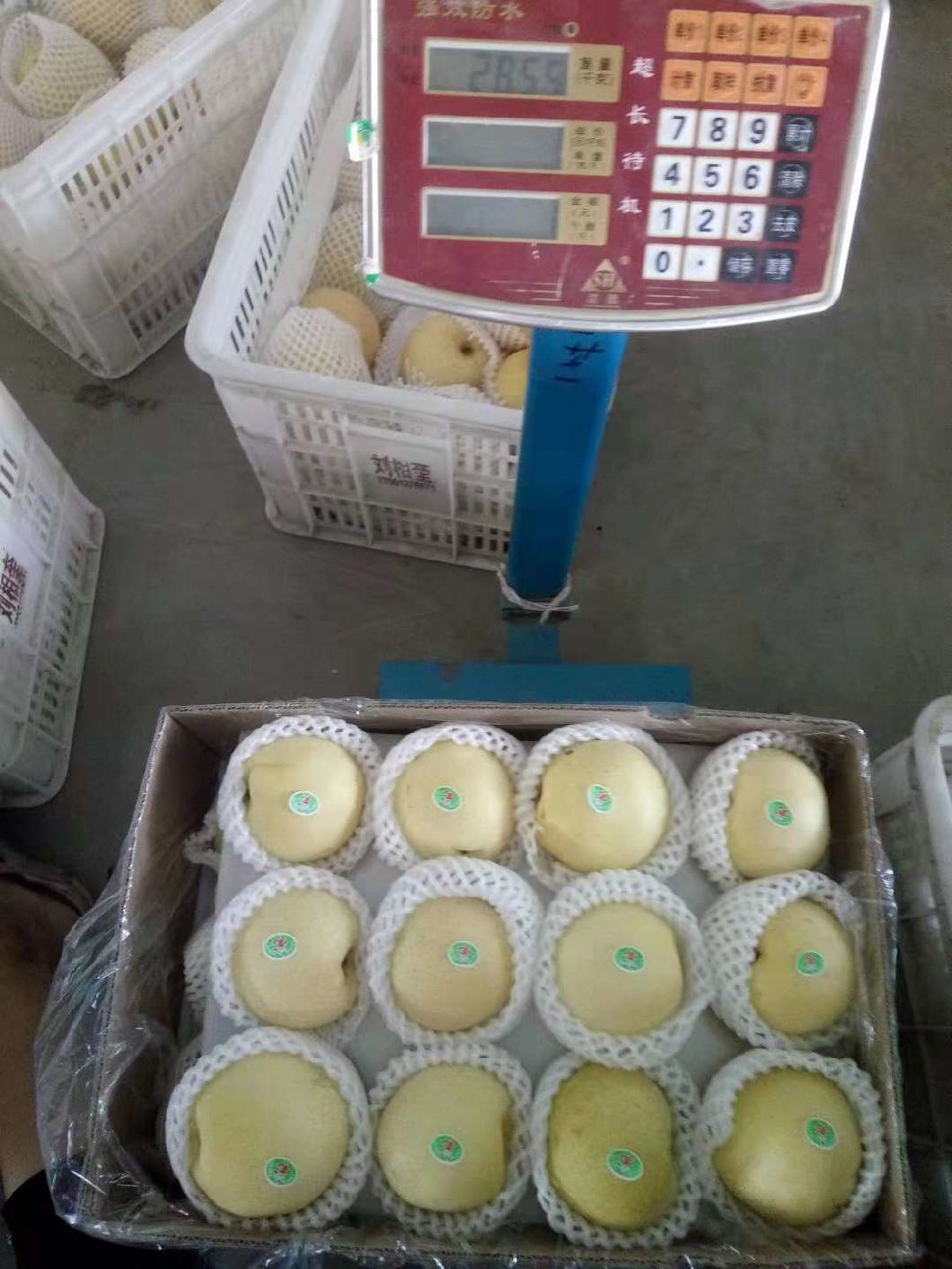 First Quality Fresh New Crop Crown Pear