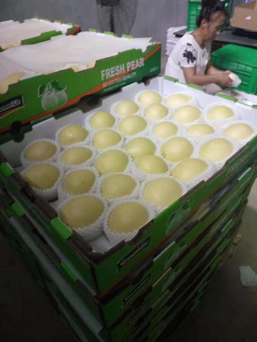First Quality Fresh New Crop Crown Pear