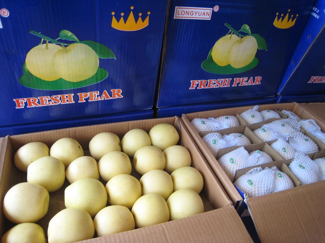 First Quality Fresh New Crop Crown Pear