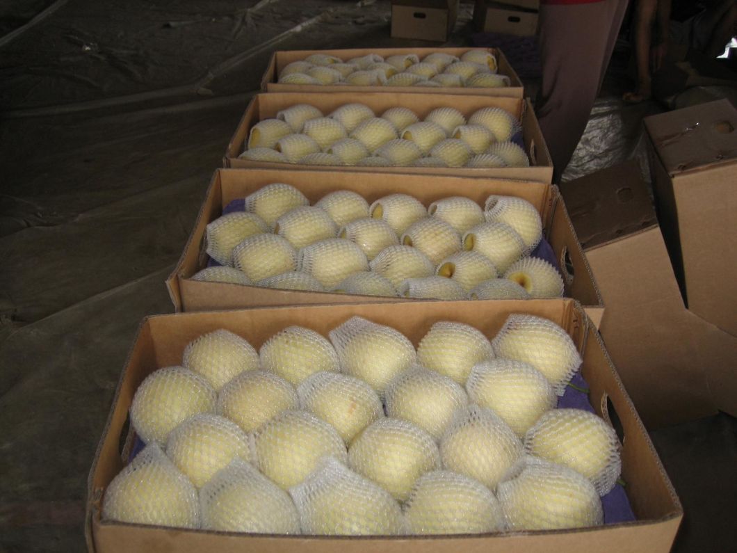 First Quality Fresh New Crop Crown Pear