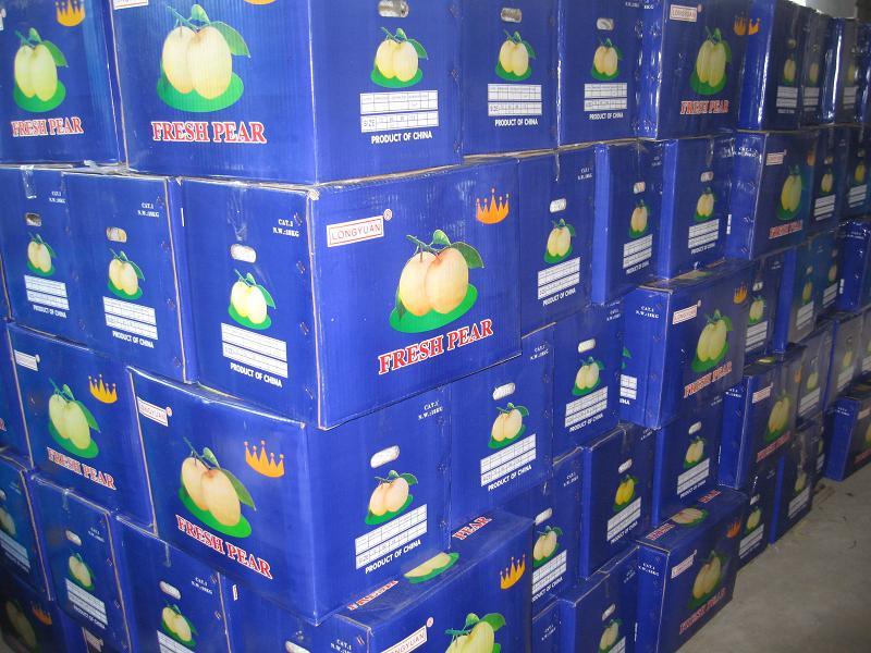 First Quality Fresh New Crop Crown Pear