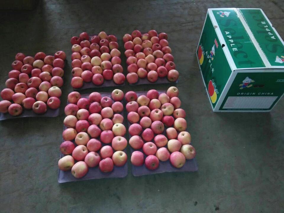 Fresh Paper Bagged Fuji Apple