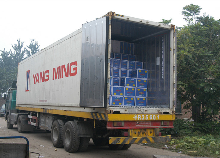 Selecting Export Quality Fresh Ya Pear