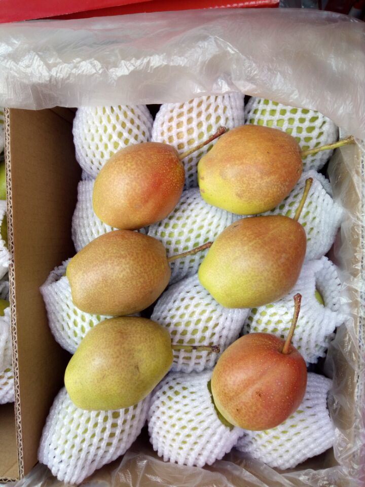 Fresh Red Korla Pear, Fragrant Pear From China