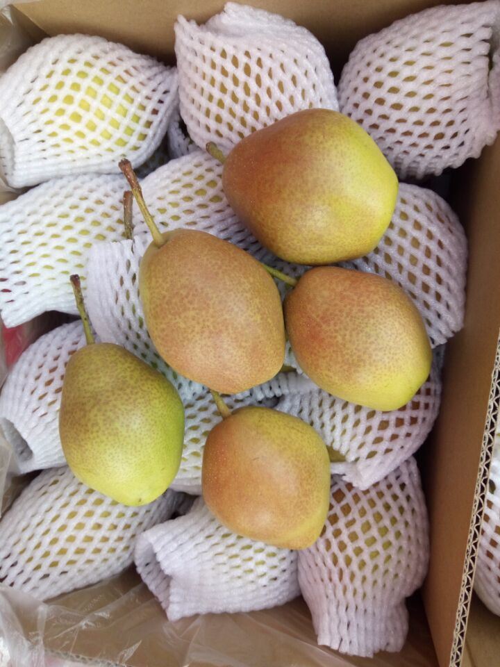 Fresh Red Korla Pear, Fragrant Pear From China