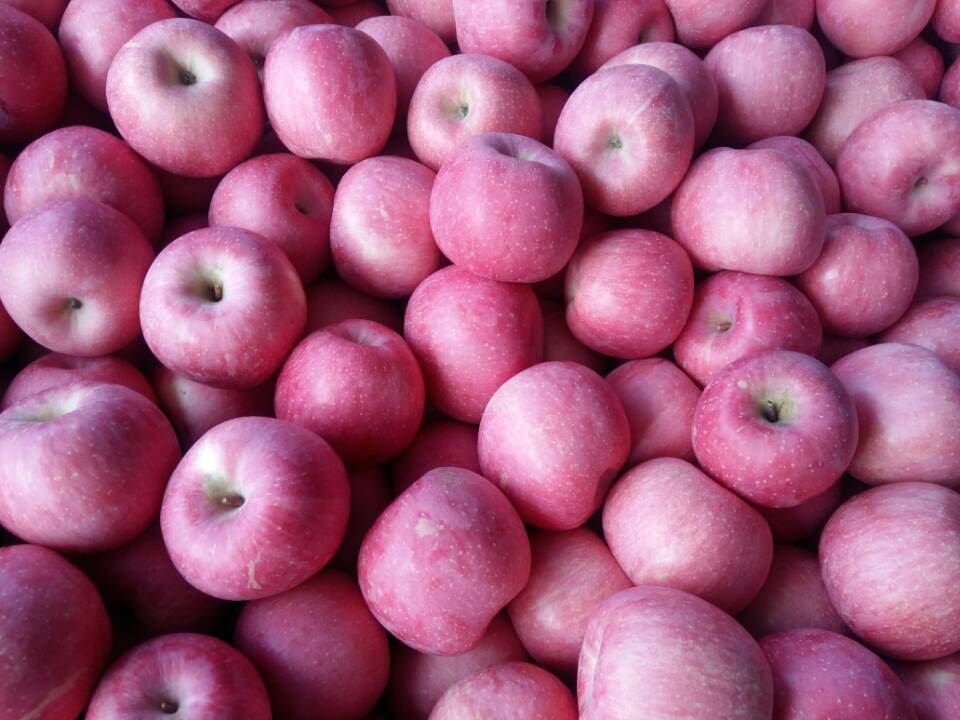 Red Color Good Quality Apple