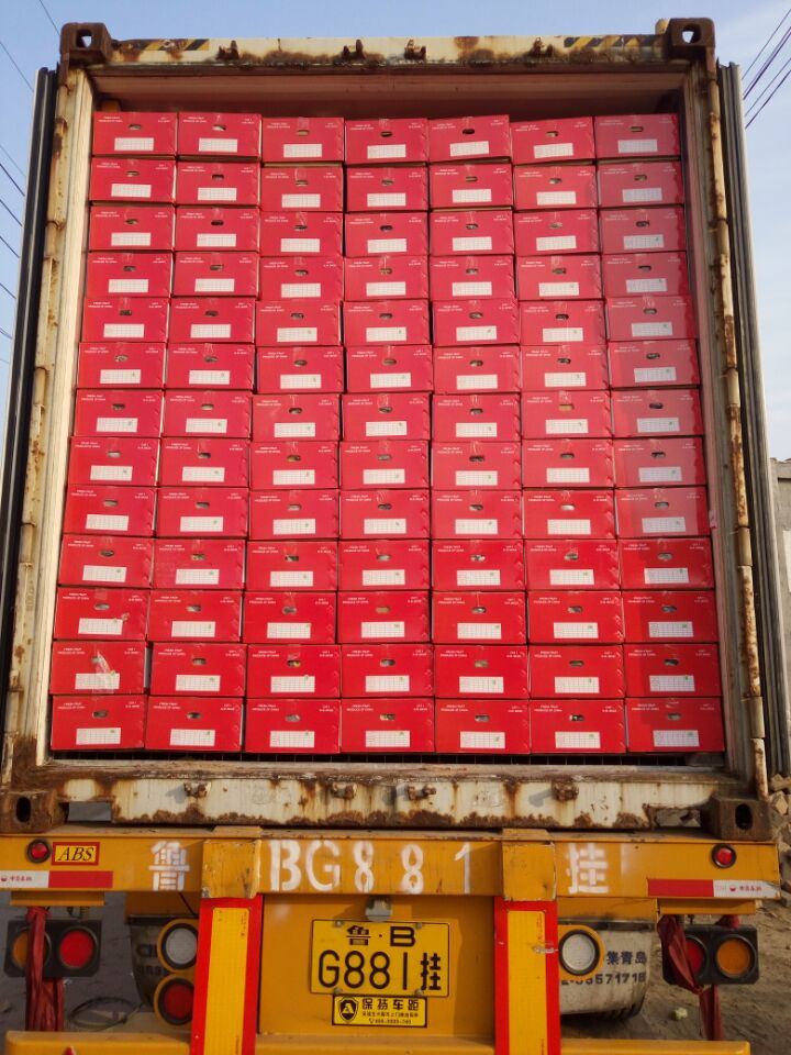 Global Gap Fresh Red Fragrant Pear (hongxiangsu pear) , Korla Pear