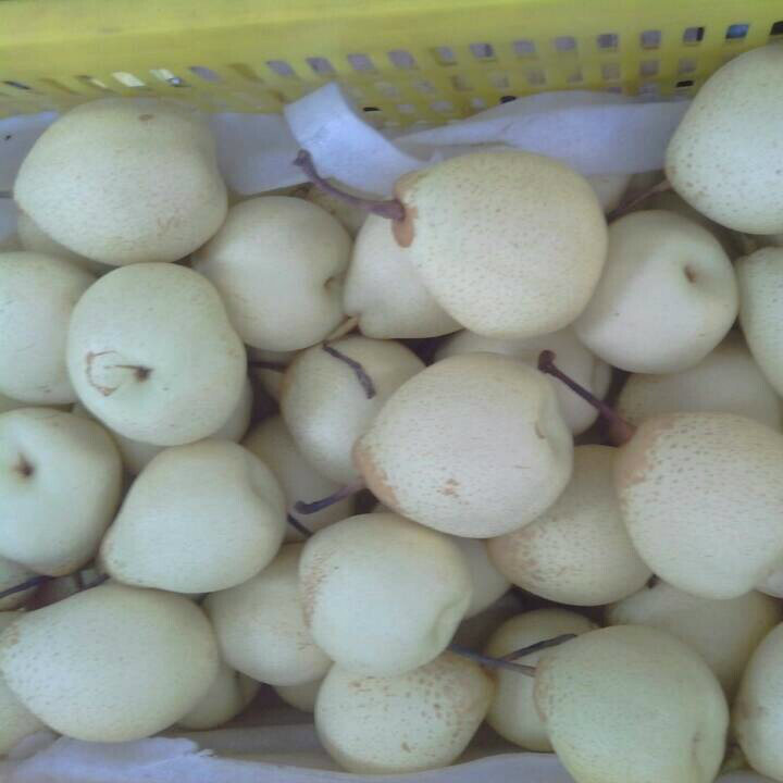 Fresh Ya Pear with Export Standard Quality