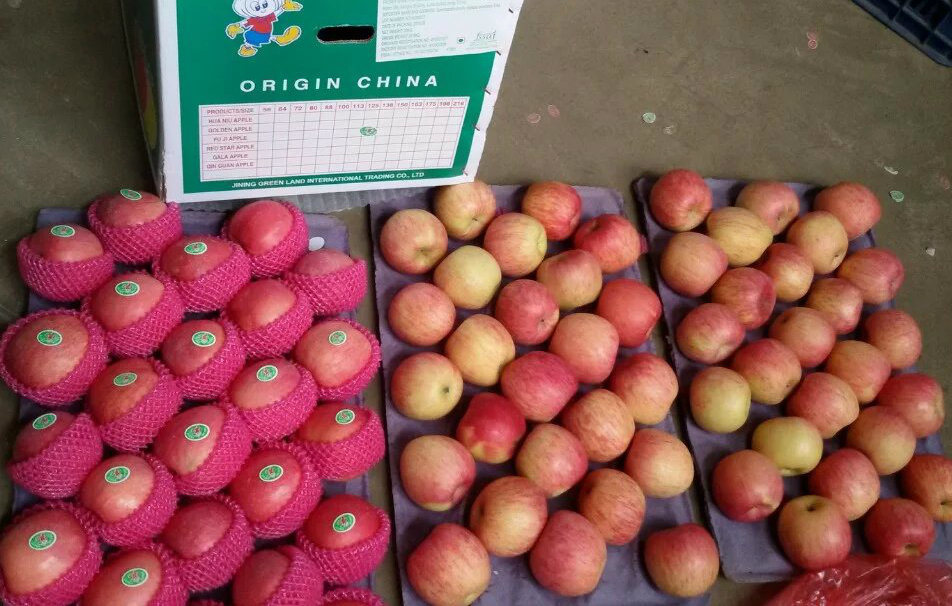 High Quality Red Color Qinguan Apple
