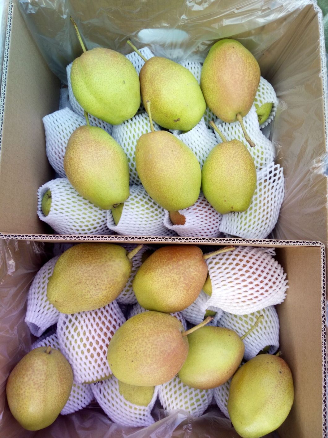 Fresh Red Fragrant Pear (hongxiangsu pear)