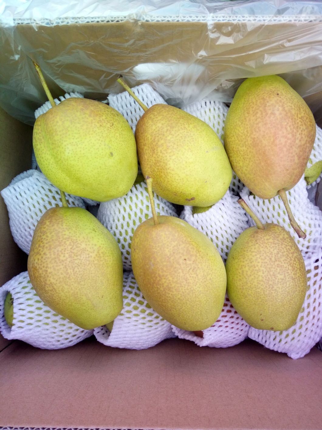 Fresh Red Fragrant Pear (hongxiangsu pear)