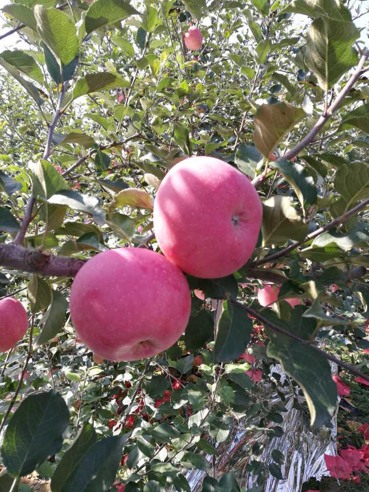 1 Layer Blush Fuji Apple with Good Color