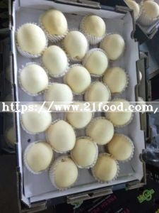 First Quality Fresh New Crop Crown Pear