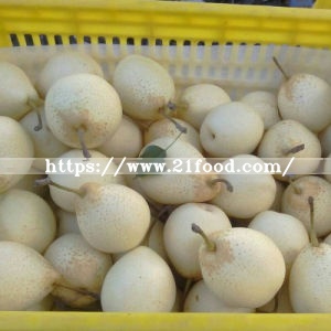Fresh Ya Pear with Export Standard Quality